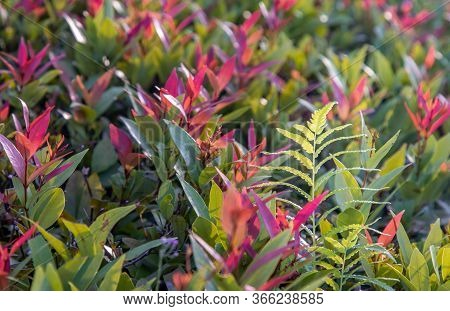 Red Leaf Photinia Of Photinia Glabra Robin. Flower's Leaves Are Raised To Receive Soft Sunlight In T