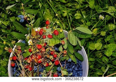 Bouquet Of Forest Strawberries And Juxtaposition Edible On A Natural Background.