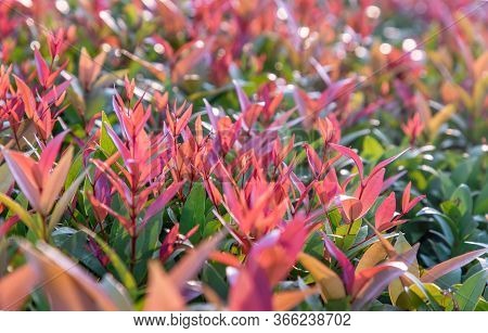 Red Leaf Photinia Of Photinia Glabra Robin. Flower's Leaves Are Raised To Receive Soft Sunlight In T
