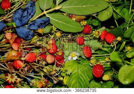 Bouquet Of Forest Strawberries And Juxtaposition Edible On A Natural Background.