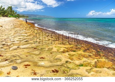 Hawaii, Turtle Beach On Oahu Island, United States. The Famous Green Sea Turtle Or Hawaiian Sea Turt