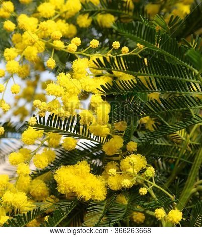 Small Yellow Flowers Of Mimosa Plant In Spring