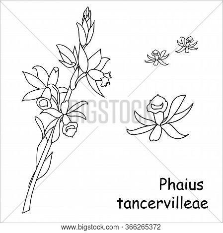 Grammatophyllum Orchid.swamp Orchid. Australia Plants. Red Book. Disappearing Flowers. Vector Illust