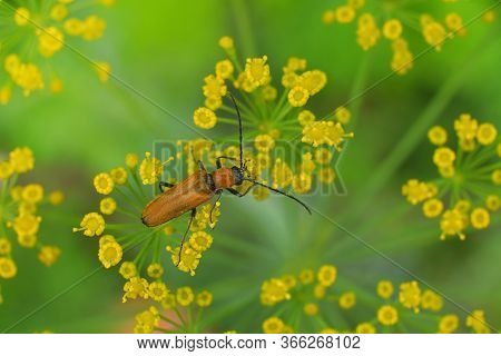 Beetle Anisarthron Barbipes On The Branch .cerambycidae - Longhorn Beetle..blurry Background.close U