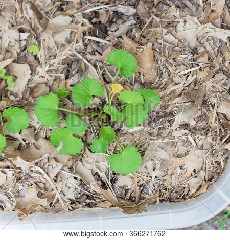 Centella Asiatica Or Indian Pennywort Plant Cultivated In Container With Thick Leaves Mulch