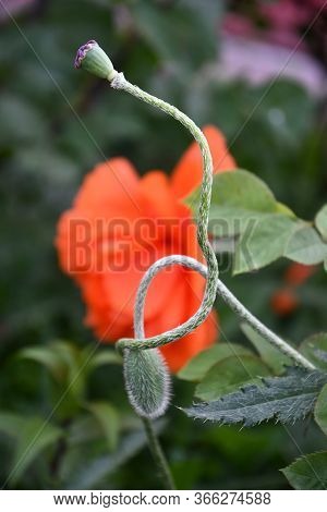Green Curved Tangled Stems Of Poppy Flower Buds On Blurry Background Of Bright Red Petals With Copy 