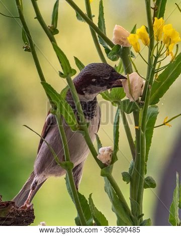 Male Sparrow (passer Domesticus) Is Standing On His Toes To Reach Food That Landed On Yellow Canola 