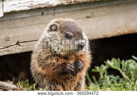 Young Groundhog (marmota Monax) Near Shed In Springtime
