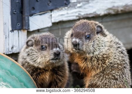 Young Groundhog Pair (marmota Monax) Near Shed In Springtime