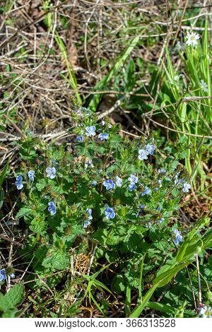 Veronica Chamaedrys - Blue Blossoms Bird's-eye Speedwell, Veronica Chamaedrys.