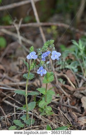 Veronica Chamaedrys - Blue Blossoms Bird's-eye Speedwell, Veronica Chamaedrys.