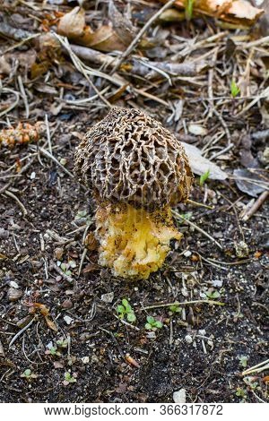 Gyromitra Esculenta (false Morel,calf Brain,bull Nose) Mushroom In The Forest.first Spring Mushrooms