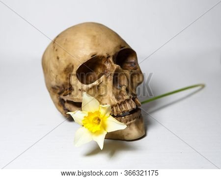 A Human Skull With A Yellow Flower In Its Teeth On A White Background, Isolate. Dummy Skull With A D