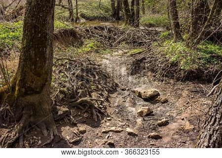 Dry Riverbed Of A Forest River, Tree Branches Along The Banks Of A Stream