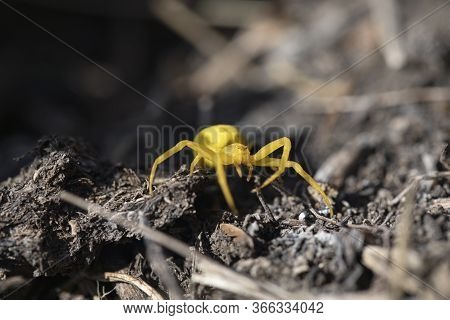 Macro Photo Of Goldenrod Tiny Crab Spider In Genus Mecaphesa On Ground