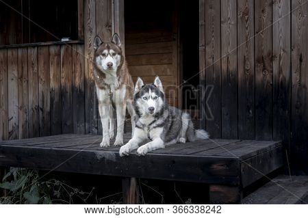 Two Siberian Huskies On Wooden Porch. Husky Dogs Look At The Camera. Old Hunting Lodge On The Backgr