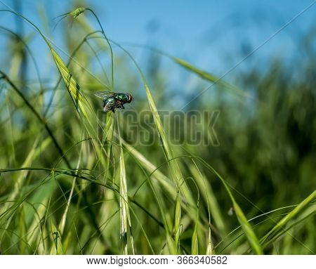 Common Green Bottle Fly (lucilia Sericata) Standing On A Blade Of Fresh Grass.