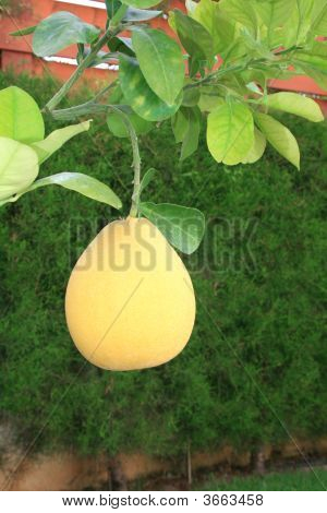 Pamela fruits