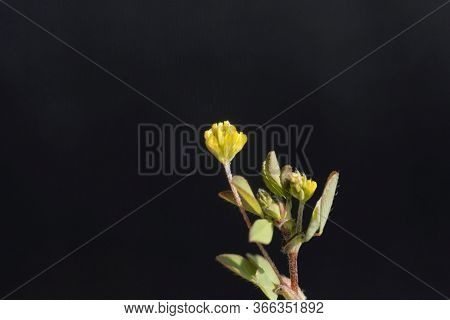Flower Of A Little Bur-clover, Medicago Minima