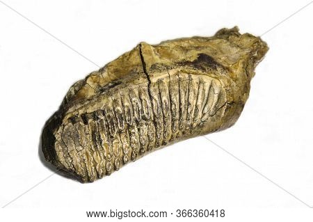 Indian Elephant Tooth, Elephas Maximus, Yellow Isolated On White Background, Idea Concept Of Free Sp