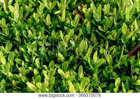 Leaf Background Image Nature, Flower, Leaf, Needle