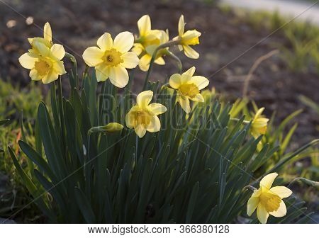Yellow Daffodils In The Garden In The Evening Light