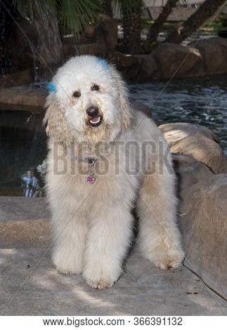 Labrador Poodle Mixed Breed Dog Posing For A Natural Outdoor Portrait