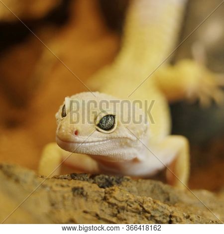 Blazing Blizzard Leopard Gecko