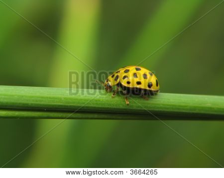 Gelbe ladybird