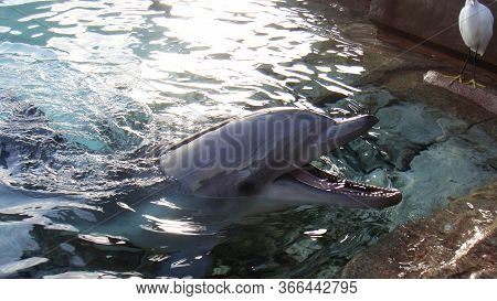 Dolphin Smile In Water. Dolphin In Water. Dolphin Head. Dolphin Smiling