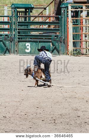 Little Britches Rodeo