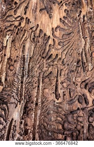Traces Of A Pest On A Tree Bark Closeup. Damaged Wood By Bark Beetle. Tree Bark Destruction By Insec