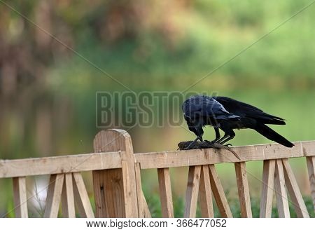 Two Crows Sharing A Fish Meal Near A Lake