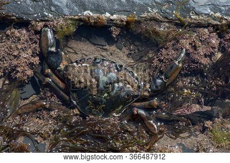 Green Shore Crab (carcinus Maenas) In A Shallow Tide Pool
