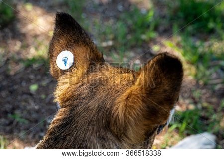 A Stray Neutered Dog With A Chip In Its Ear. Close-up Of The Head. Sad Mongrel Lying On The Ground. 