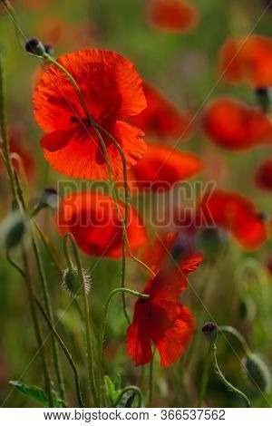 Bright Red Poppy Flowers In Summer. Bees Collect Nectar. Beauty