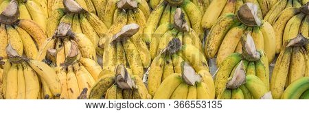 Panoramic Abundance Of Banana Bunches At Fruit Stand In Geylang, Singapore