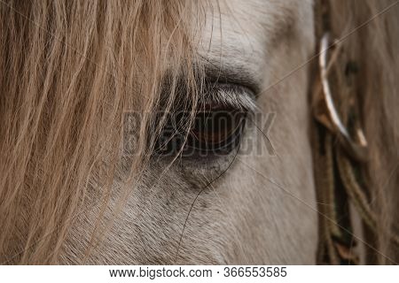 Large White Horse Close Up. Horse Standing In A Field Which His Sloping Down To The Left With Some T