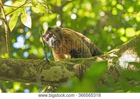 Brown Tufted Capuchin Monkey In The Rainforest Near Alta Floresta, Brazil