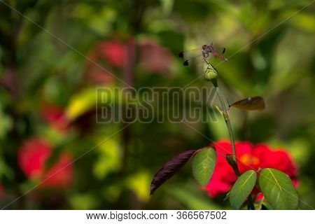 Red Dragonfly On Red Rose Bud In The Garden