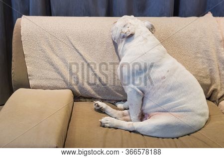 Beautiful Dog Of Breed English Bulldogg Resting On Sofa
