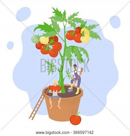 The Concept Of Growing Vegetables At Home. Tomatoes Grow In A Flower Pot. Farmer Digs Up The Ground.