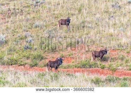 Three Black Wildebeest, Connochaetes Gnou, On The Slope Of A Mountain Shortly Before Sunrise At Uith