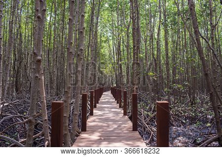 The Wooden Bridge, Boardwalk, Wooden Walkway For Nature Trail The Mangrove Forest . View Of Wooden B