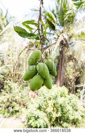 Green Mango Hanging, Mango Field, Mango Farm. Agricultural Concept, Agricultural Industry Concept. M