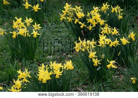 Yellow Narcissus On A Green Grass Background-decoration Of Spring Parks And Squares. Daffodil Is Sym