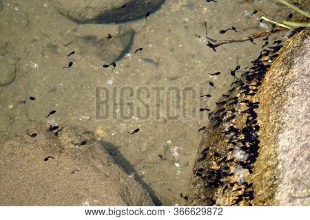 Tadpoles In The Natural Environment Of The Pond Passer Fritz In Merano, Italy. Springtime Of 2020.
