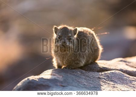 Daman Siting On A Stone And Basking In The Sun And Looking Friendly And With Interest. Namibia. Afri