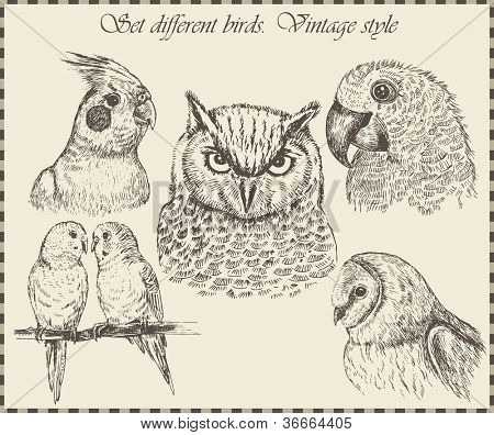vektorové sada: ptáci - řadu ilustrací vintage ptáček