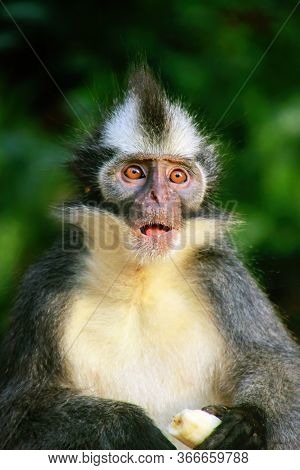 Portrait Of Thomas Leaf Monkey (presbytis Thomasi) In Gunung Leuser National Park, Bukit Lawang, Sum